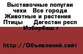 Выставочные попугаи чехи - Все города Животные и растения » Птицы   . Дагестан респ.,Избербаш г.